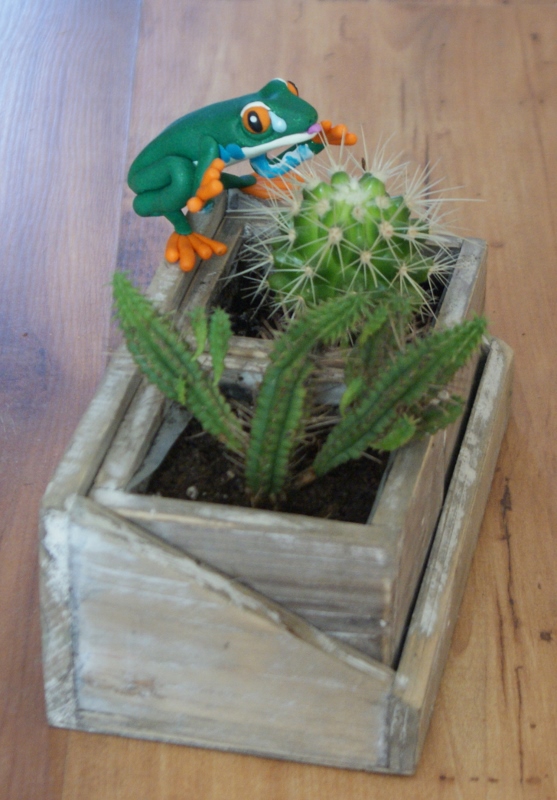 cactus grenouille
